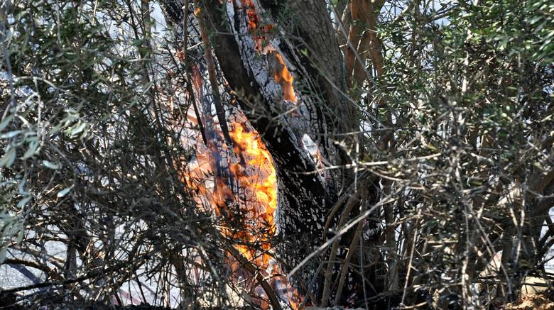 Μαίνεται η πυρκαγιά που ξέσπασε σε δασική έκταση στη Ροδόπη